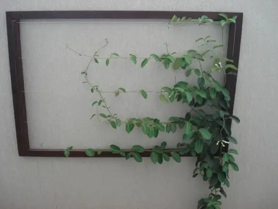 Jardim Vertical — foto 2