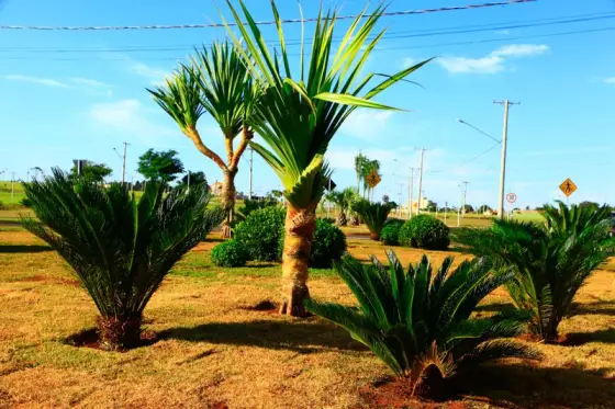Residencial Alphaville II — foto 17